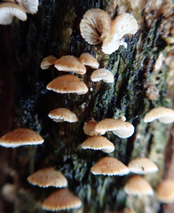 Chaetocalathus cocciformis