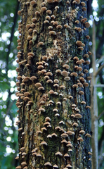 Chaetocalathus cocciformis