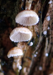 Chaetocalathus cocciformis