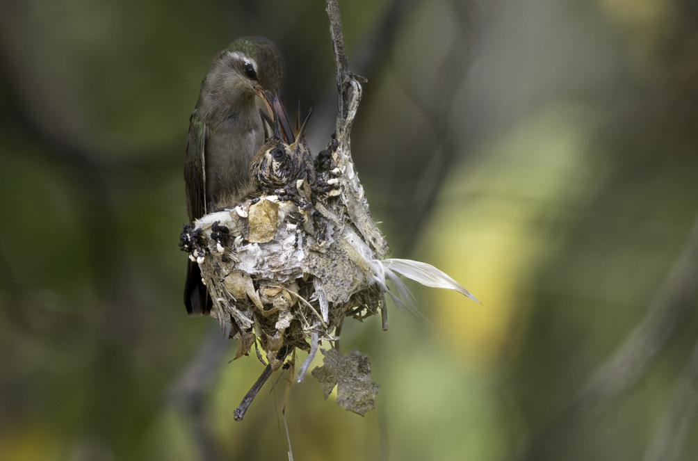 Dusky Hummingbird from Oaxaca, México on November 20, 2024 at 12:08 PM ...