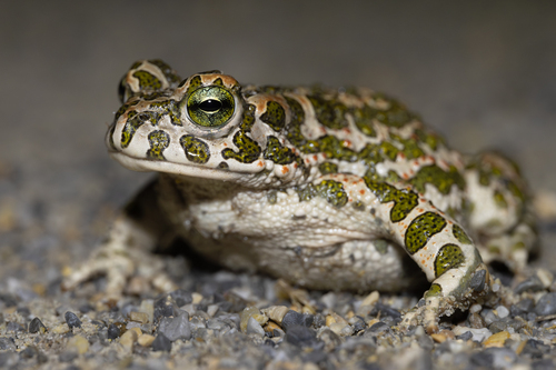 Green Toad