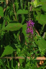 Lythrum salicaria