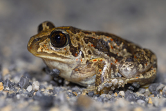 Common Spadefoot Toad photo 1