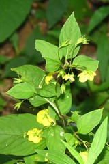 Lysimachia ciliata