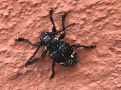 Acanthoderes funeraria