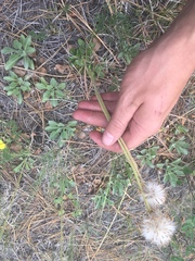 Packera werneriifolia