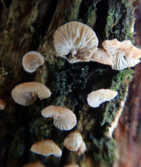 Chaetocalathus cocciformis