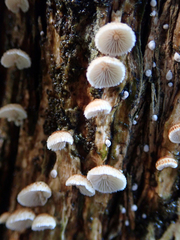 Chaetocalathus cocciformis