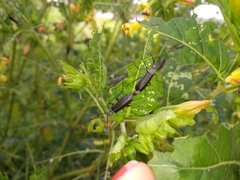 Epicauta curvicornis