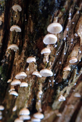 Chaetocalathus cocciformis