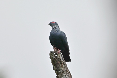 Madagascar Blue Pigeon (Alectroenas madagascariensis), photo 4