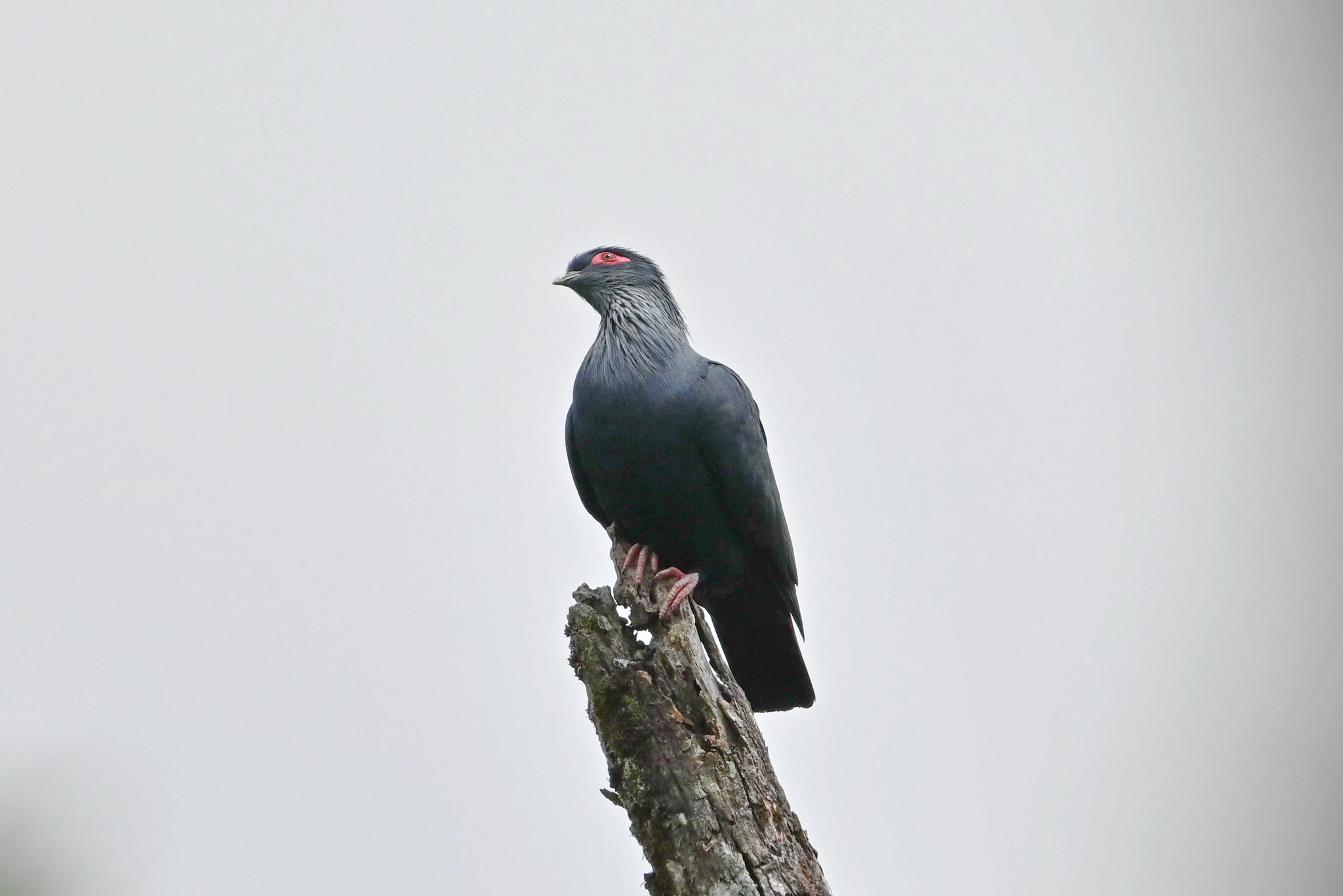 Madagascar Blue Pigeon (Alectroenas madagascariensis), photo 2