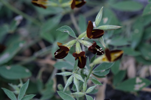 Lotus jacobaeus, photograph 1