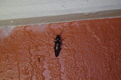 Ignelater havaniensis