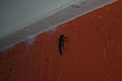 Ignelater havaniensis