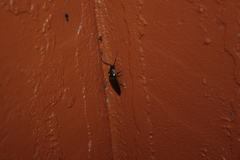 Ignelater havaniensis