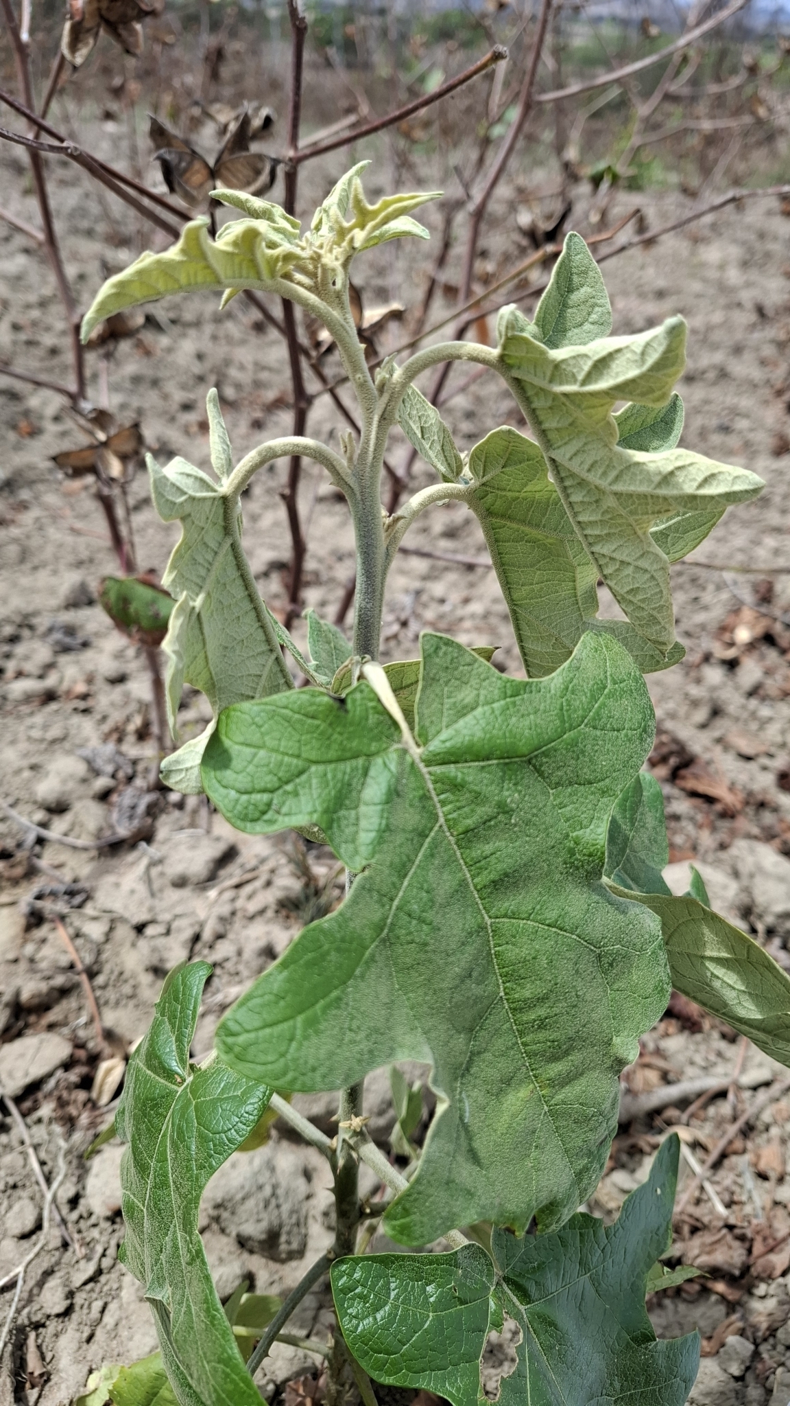 Solanum paniculatum