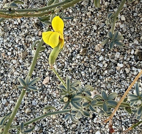 Image of Acmispon rigidus by no rights reserved