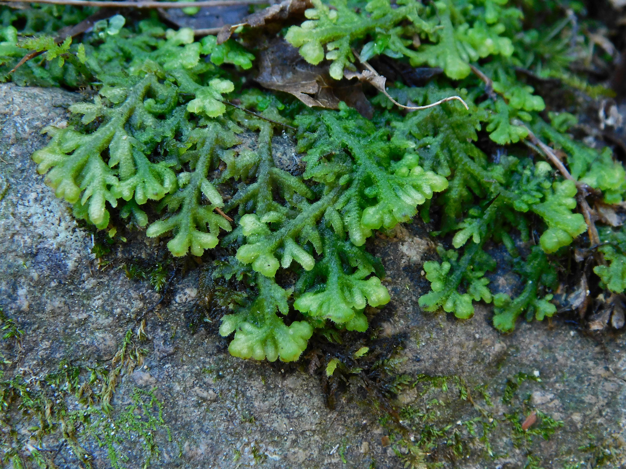 Trichocolea tomentella