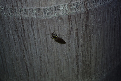 Ignelater havaniensis