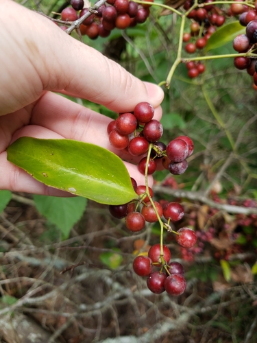 Lanceleaf Greenbrier