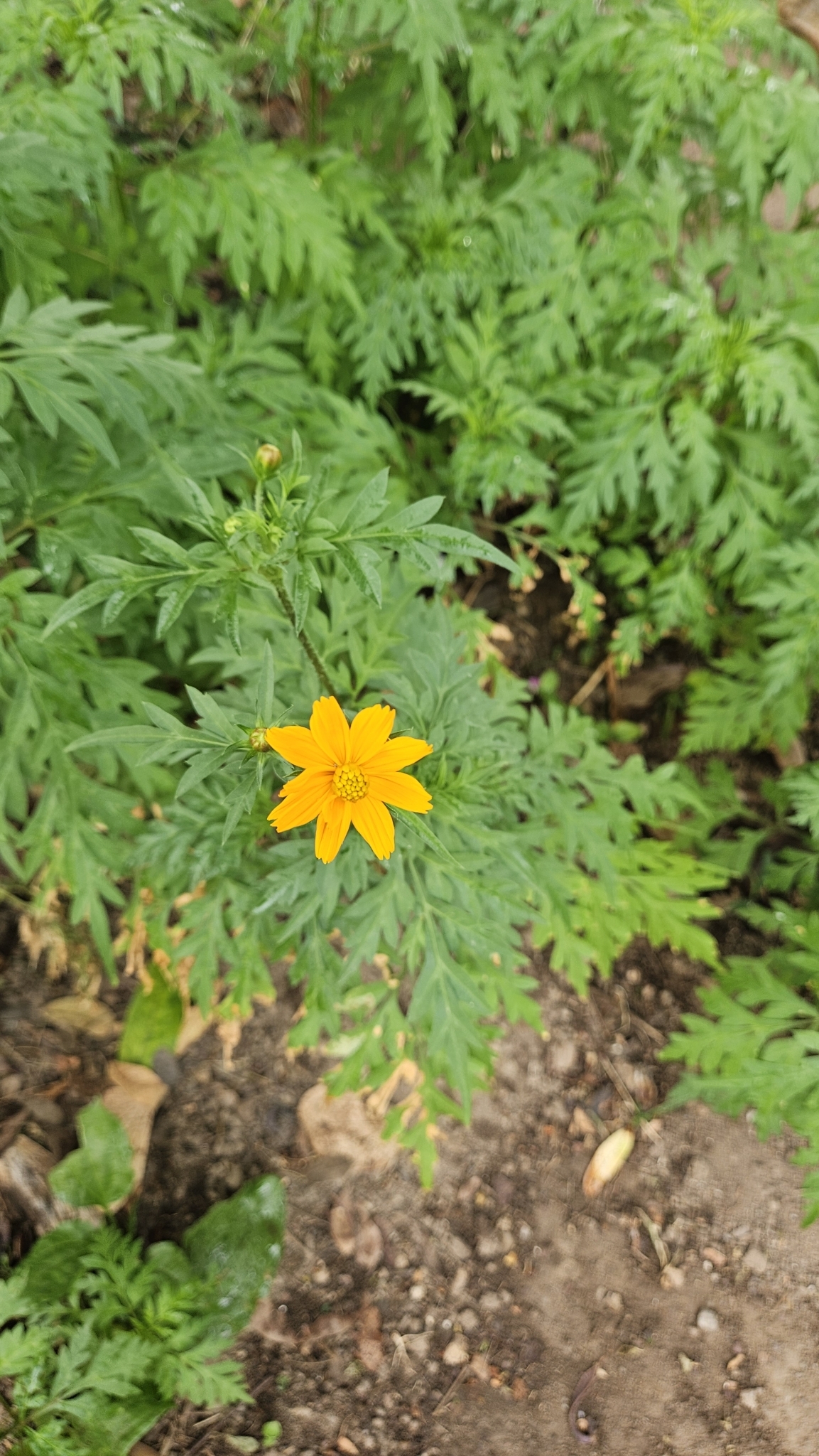 Cosmos sulphureus
