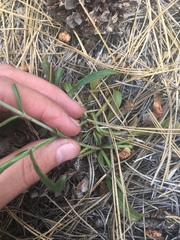 Packera werneriifolia