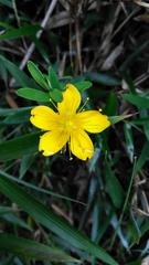 Hypericum nagasawae
