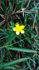 Hypericum nagasawae
