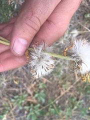 Packera werneriifolia