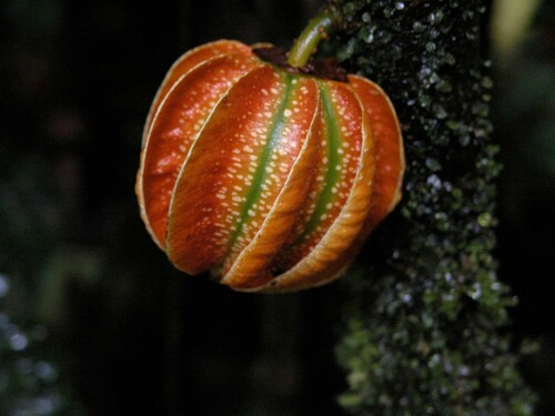 Carpotroche platyptera (Carpotroche platyptera)