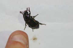Nicrophorus pustulatus