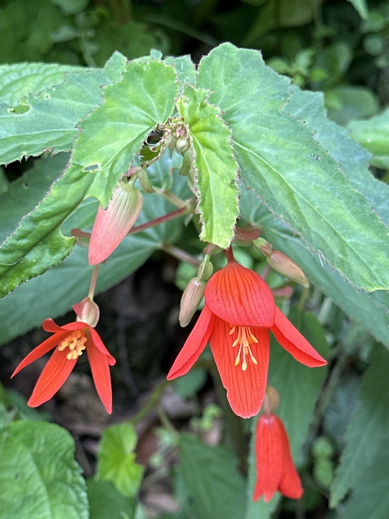 Begonia boliviensis — a medium houseplant, prefers full sun light