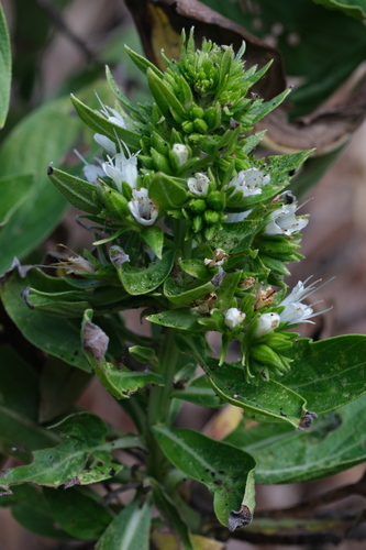 Echium hypertropicum, photograph 1