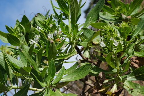 Echium hypertropicum, photograph 3