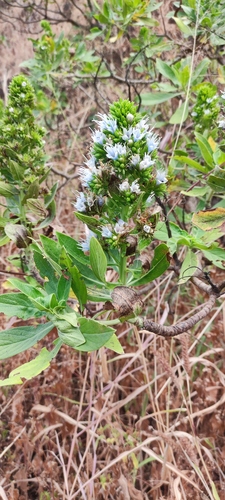 Echium hypertropicum, photograph 2