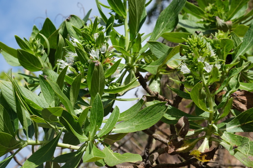 Echium hypertropicum, photograph 4