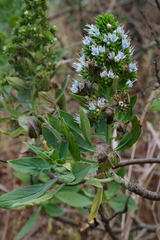 Echium hypertropicum, photograph (c) fmunoz, some rights reserved (CC BY)
