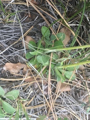 Packera werneriifolia