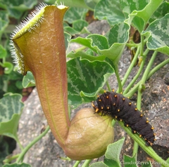 Battus polydamas psittacus