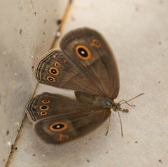 Brakefieldia perspicua perspicua