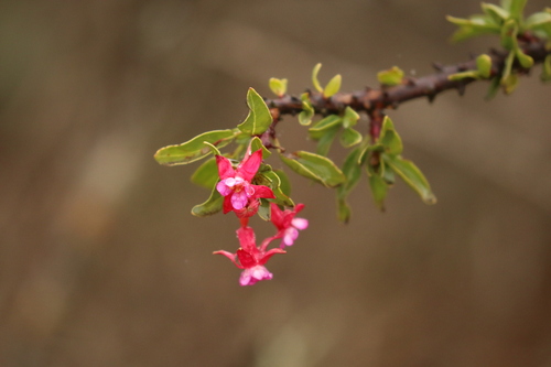 Image of Fuchsia lycioides by no rights reserved