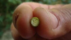 Schoepfia brasiliensis