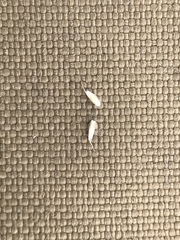 Vahlodea atropurpurea