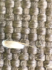 Vahlodea atropurpurea