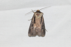Agrotis volubilis