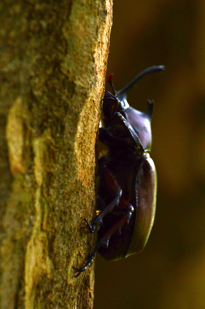 Trypoxylus dichotomus tsunobosonis from 台北士林官邸公園 on July 18, 2019 at 09 ...