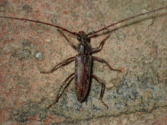 Elaphidion mucronatum