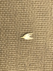 Vahlodea atropurpurea