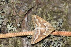 Caripeta angustiorata